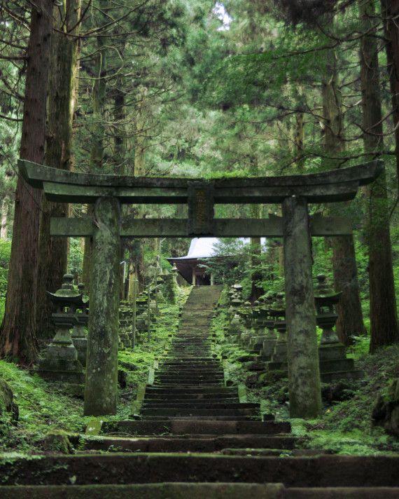 Torii en un bosque